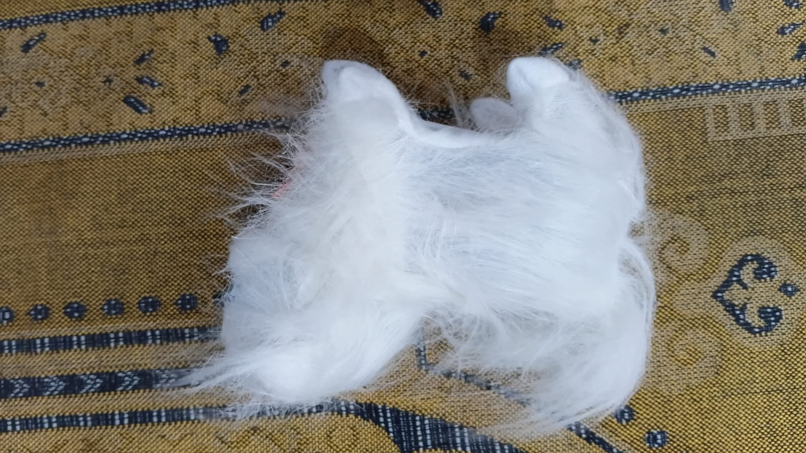 Walking & Talking White Cat Toy with Lights & Sounds